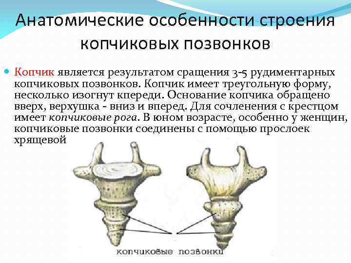 Анатомические особенности строения копчиковых позвонков Копчик является результатом сращения 3 -5 рудиментарных копчиковых позвонков.