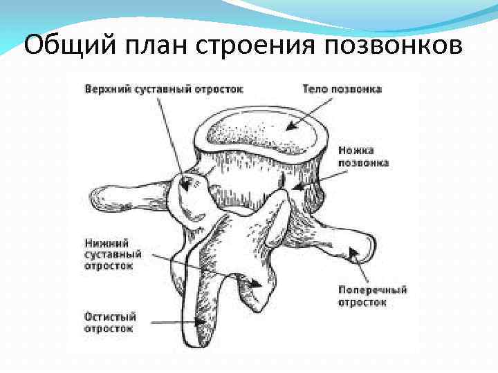 Общий план строения позвонков 