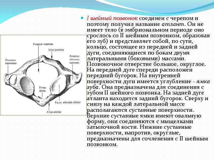 I шейный позвонок соединен с черепом и поэтому получил название атлант. Он не