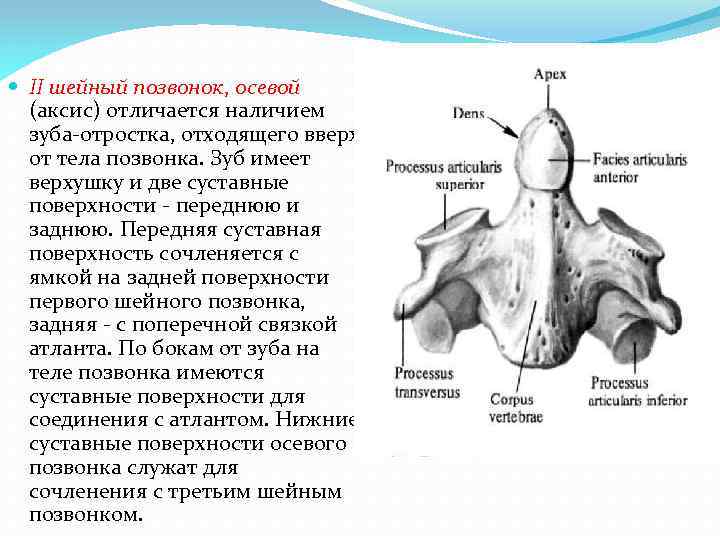 II шейный позвонок, осевой (аксис) отличается наличием зуба-отростка, отходящего вверх от тела позвонка.