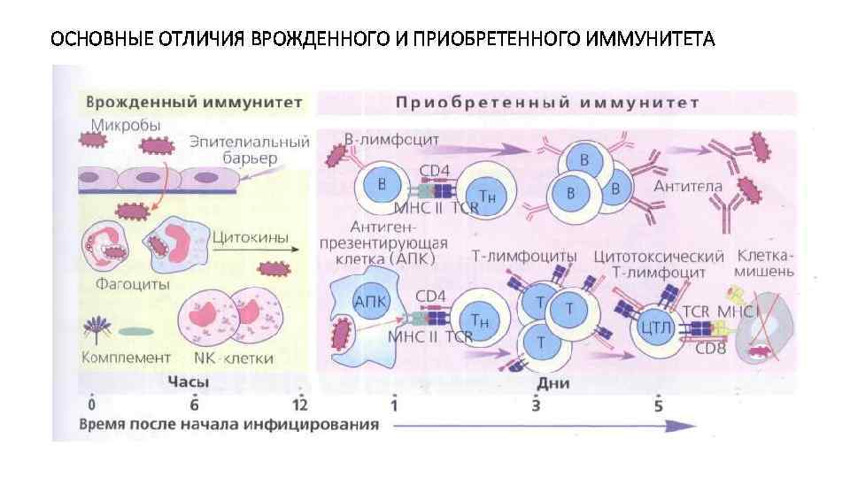 ОСНОВНЫЕ ОТЛИЧИЯ ВРОЖДЕННОГО И ПРИОБРЕТЕННОГО ИММУНИТЕТА 