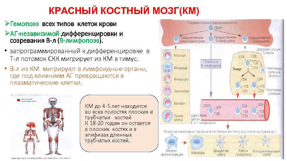 КРАСНЫЙ КОСТНЫЙ МОЗГ(КМ) ØГемопоэз всех типов клеток крови ØАГ-независимой дифференцировки и созревания В-л (В-лимфопоэз).