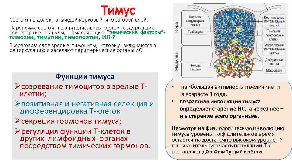 Тимус Состоит из долек, в каждой корковый и мозговой слой. Паренхима состоит из эпителиальных