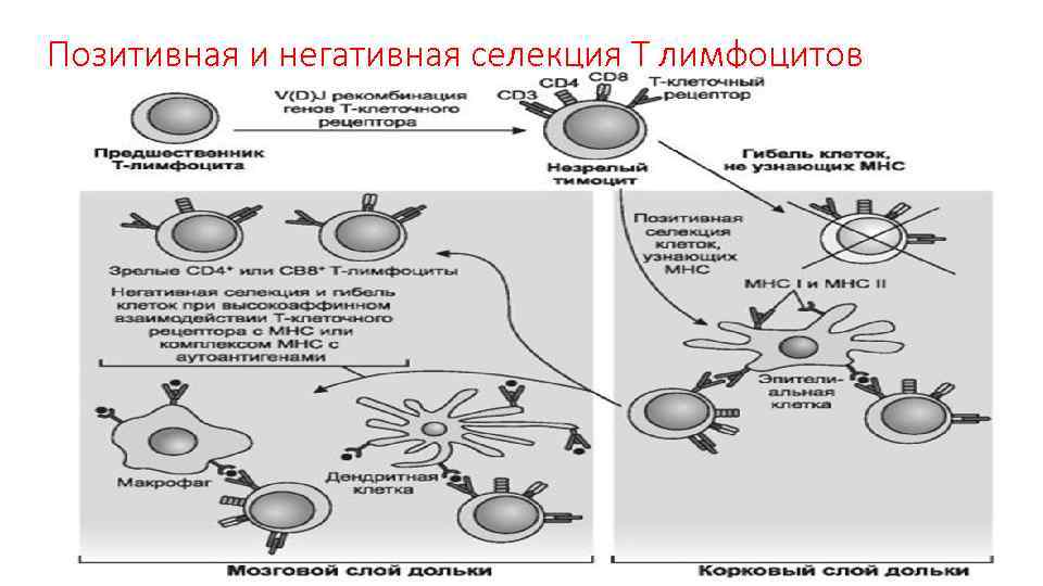 Основы иммунологии презентация