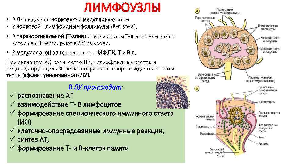 Венерическая лимфогранулема презентация