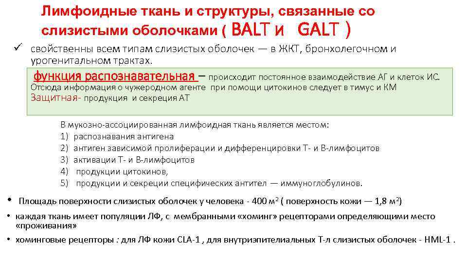 Лимфоидные ткань и структуры, связанные со слизистыми оболочками ( ВАLT и GALT ) ü