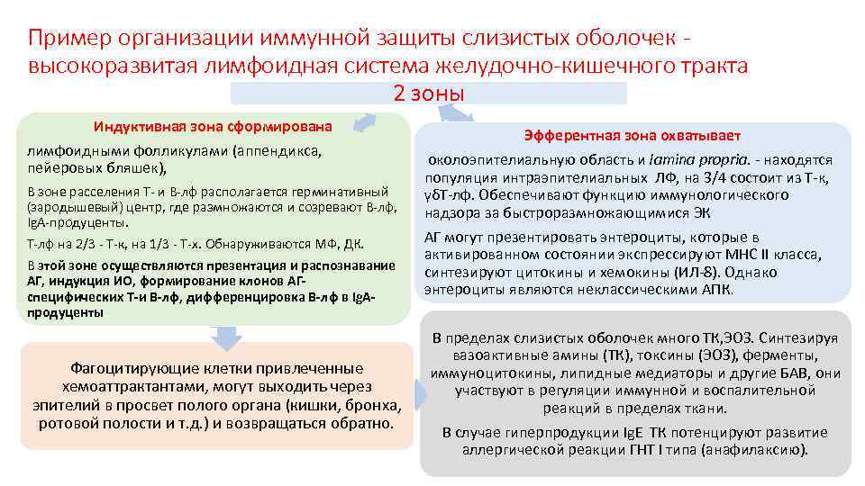 Пример организации иммунной защиты слизистых оболочек - высокоразвитая лимфоидная система желудочно-кишечного тракта 2 зоны