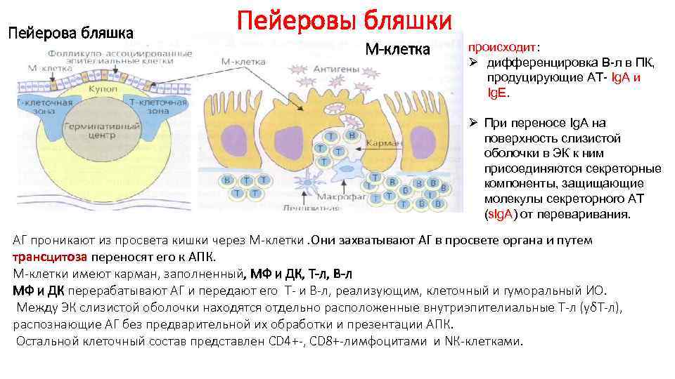  Пейерова бляшка Пейеровы бляшки М-клетка происходит: Ø дифференцировка В-л в ПК, продуцирующие АТ-