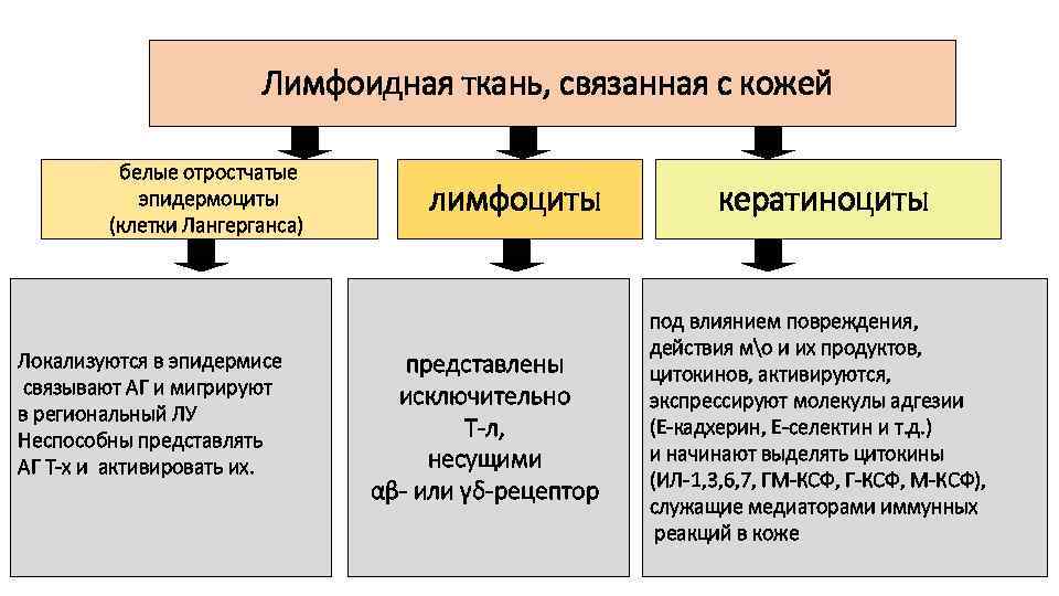 Лимфоидная ткань, связанная с кожей белые отростчатые эпидермоциты (клетки Лангерганса) Локализуются в эпидермисе связывают
