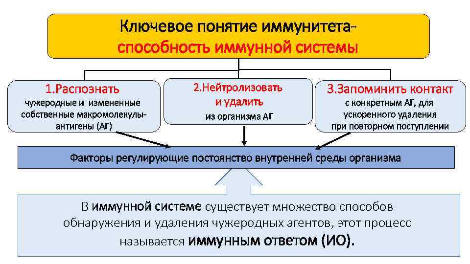 Ключевое понятие иммунитетаспособность иммунной системы 1. Распознать чужеродные и измененные собственные макромолекулыантигены (АГ) 2.