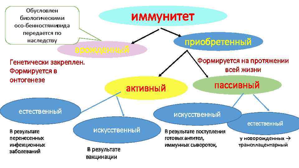 Приобретенный иммунитет по наследству