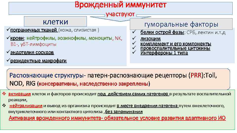Врожденный иммунитет клетки участвуют üпограничных тканей (кожа, слизистая ) üкрови: нейтрофилы, эозинофилы, моноциты, NK,