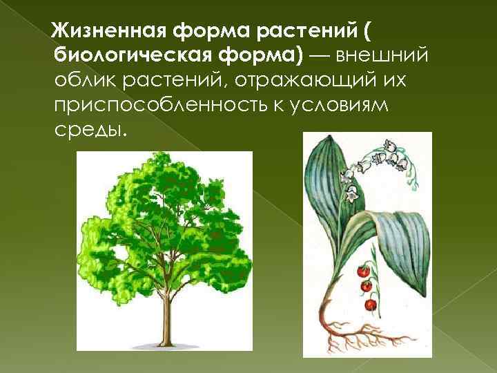 Жизненная форма растений ( биологическая форма) — внешний облик растений, отражающий их приспособленность к