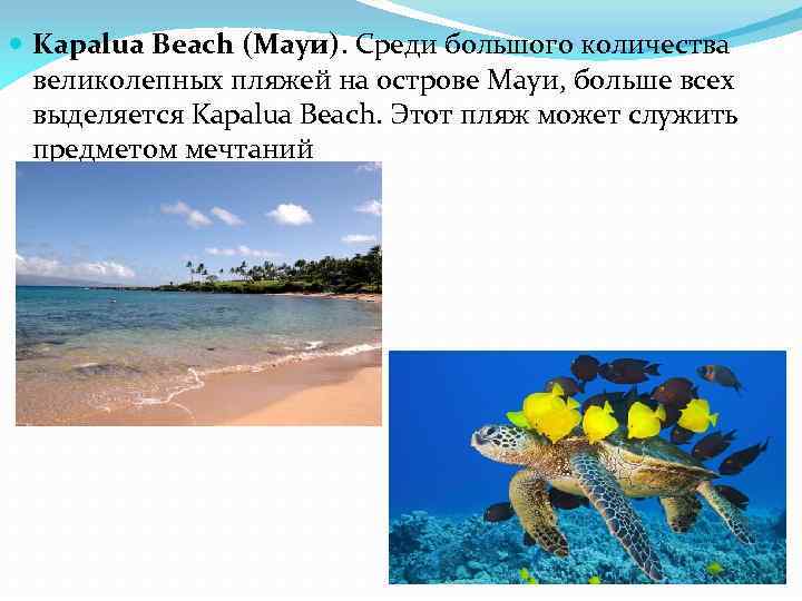 Kapalua Beach (Мауи). Среди большого количества великолепных пляжей на острове Мауи, больше всех