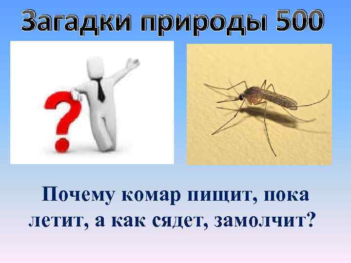 Загадки природы 500 Почему комар пищит, пока летит, а как сядет, замолчит? 