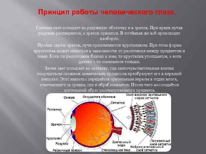 Света процесса. Принцип работы глаза. Принцип работы зрения человека. Принцип работы глаза человека. Принцип действия человеческого глаза.