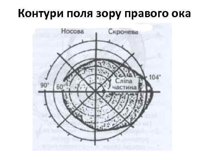Контури поля зору правого ока 