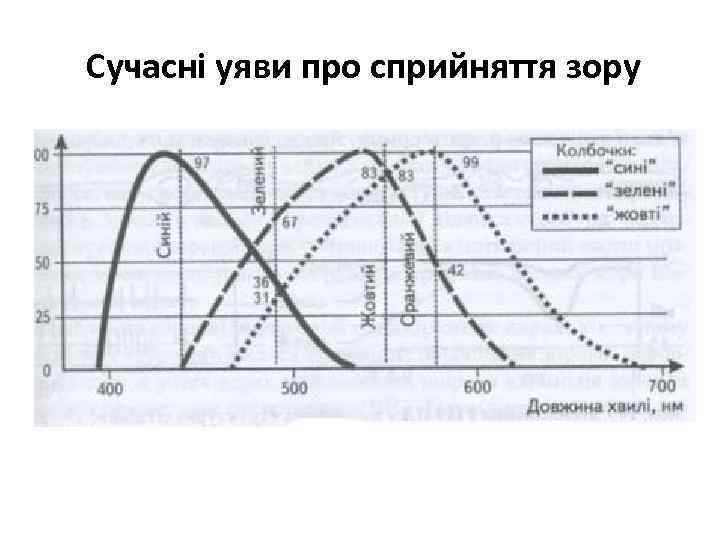 Сучасні уяви про сприйняття зору 