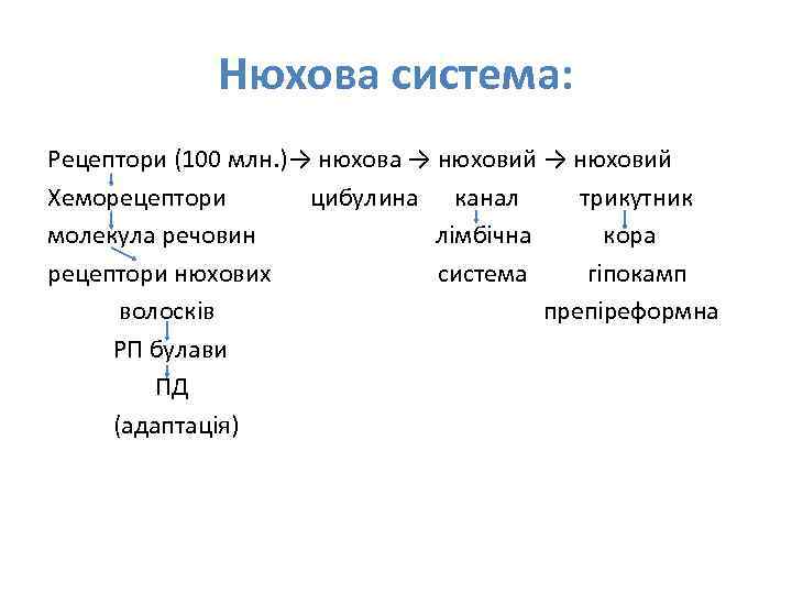 Нюхова система: Рецептори (100 млн. )→ нюхова → нюховий Хеморецептори цибулина канал трикутник молекула