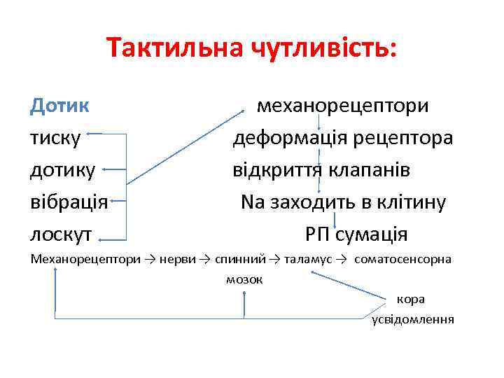 Тактильна чутливість: Дотик тиску дотику вібрація лоскут механорецептори деформація рецептора відкриття клапанів Na заходить