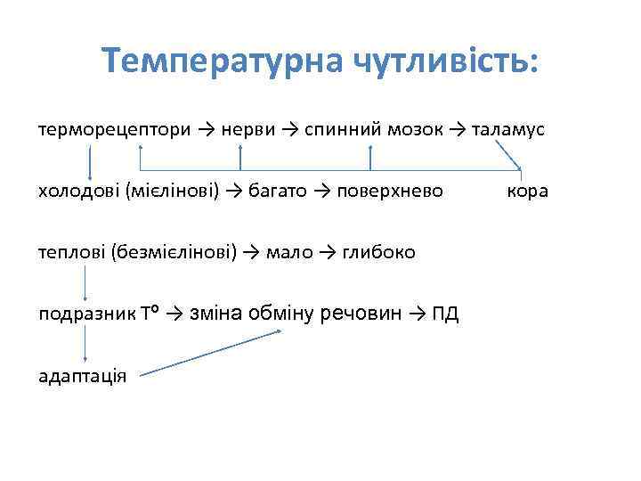 Температурна чутливість: терморецептори → нерви → спинний мозок → таламус холодові (мієлінові) → багато