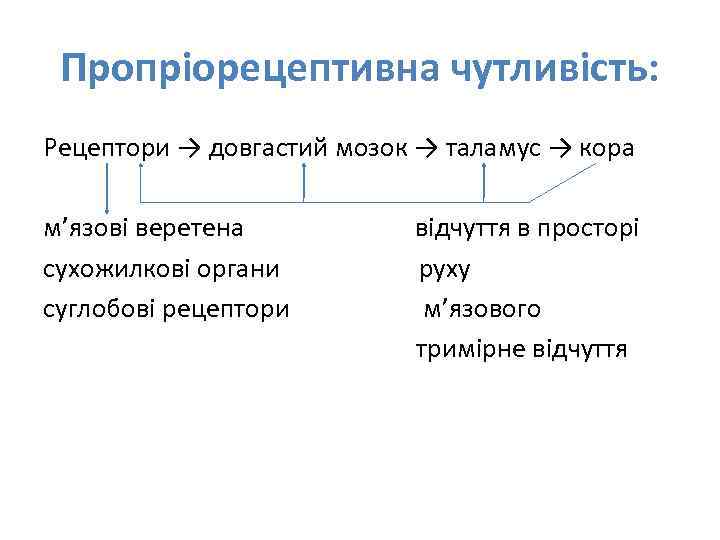Пропріорецептивна чутливість: Рецептори → довгастий мозок → таламус → кора м’язові веретена сухожилкові органи