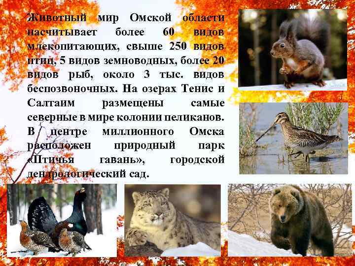 Животный мир Омской области насчитывает более 60 видов млекопитающих, свыше 250 видов птиц, 5