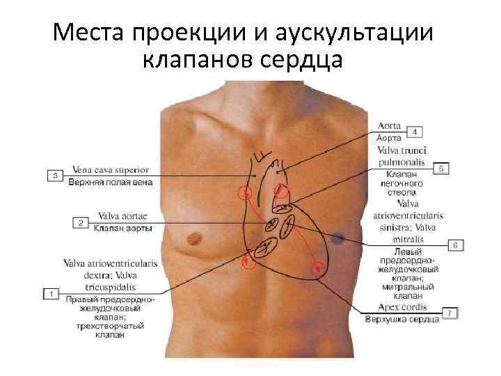 Места проекции. Сердце человека проекция. Расположение верхушки сердца. Проекция сердца на ребра. Где находится проекция сердца.