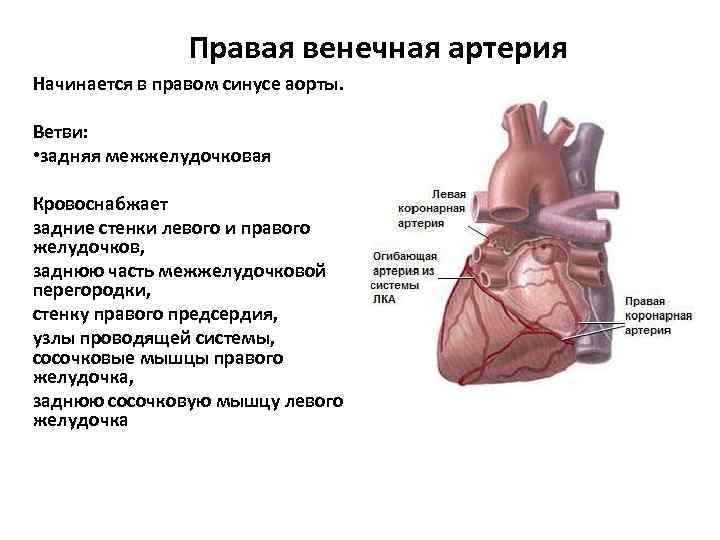 Места проекции клапанов сердца