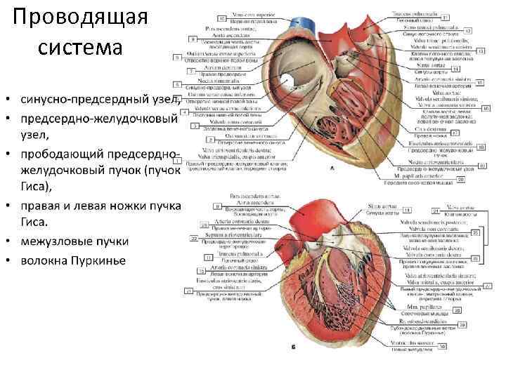 Прогиб клапана в сердце