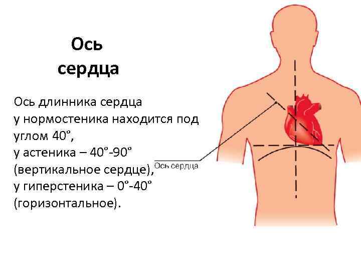 Анатомия человека где находится сердце у человека фото