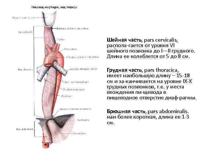 Pars перевод с латинского. Pars cervicalis. Pars abdominalis oesophagi. Pars thoracica латынь. Грудная часть pars.