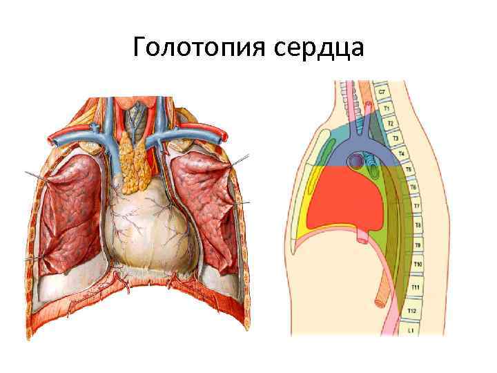 Голотопия. Сердце голотопия скелетотопия синтопия. Топографическая анатомия сердца синтопия. Топография сердца голотопия.