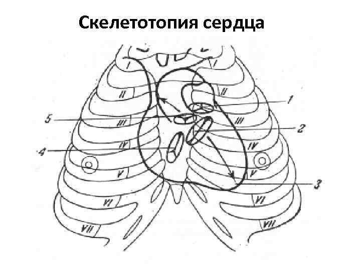 Топография сердца схема