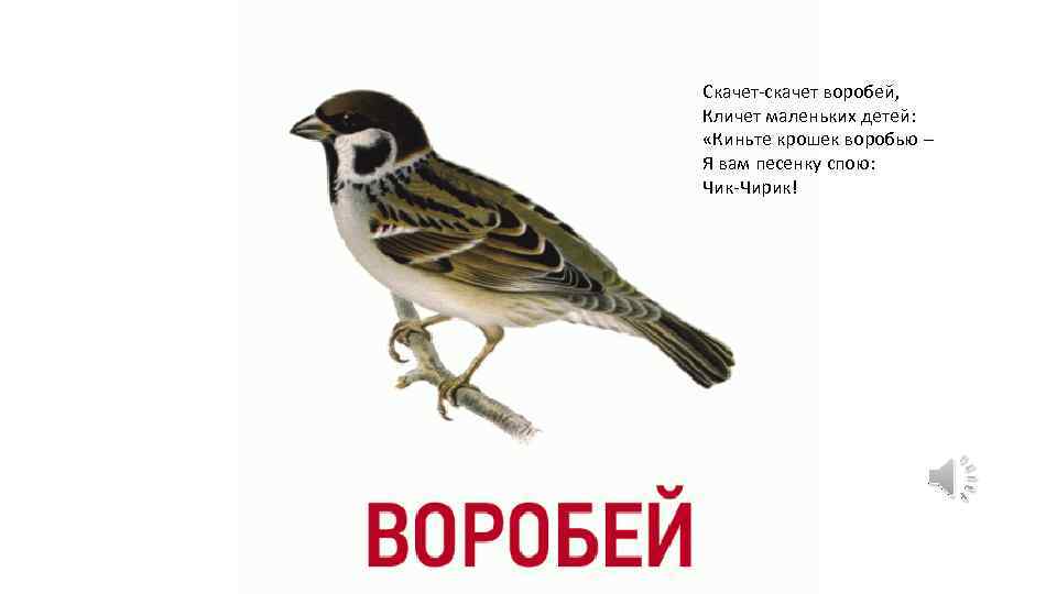 Песня чик чирик воробей. Изображение воробья для детей. Воробей карточка. Птица Воробей для детей. Карточки с изображением Воробей.