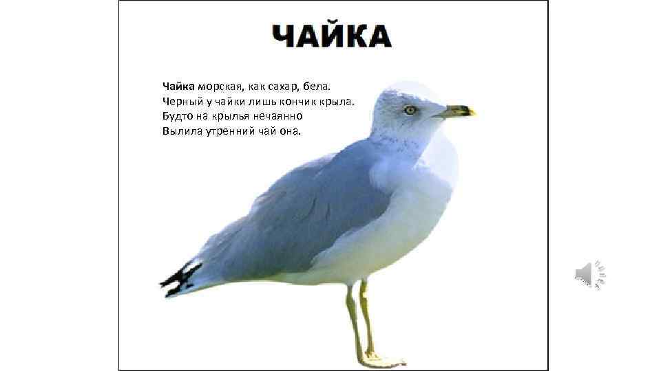 Чайка морская, как сахар, бела. Черный у чайки лишь кончик крыла. Будто на крылья