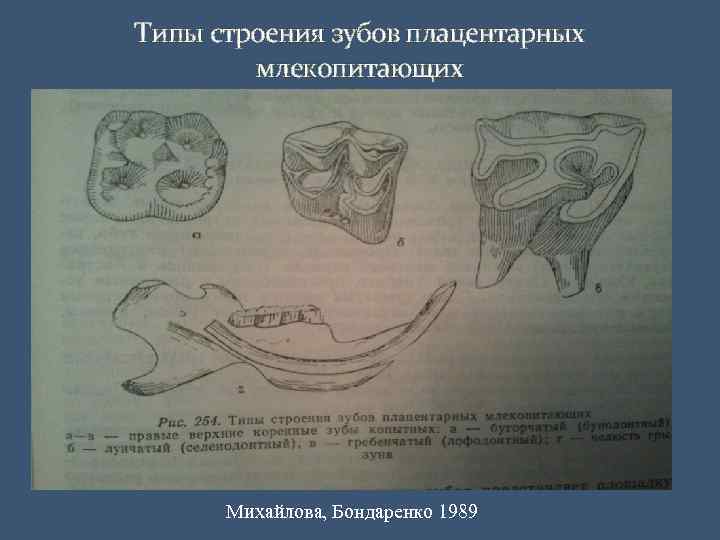 Типы строения зубов плацентарных млекопитающих Михайлова, Бондаренко 1989 