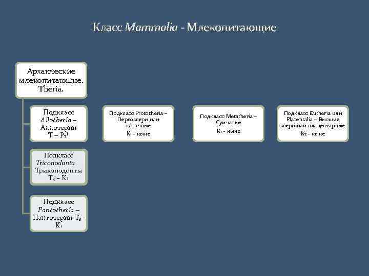 Класс Mammalia - Млекопитающие Архаические млекопитающие. Theria. Подкласс Allotheria – Аллотерии T – P