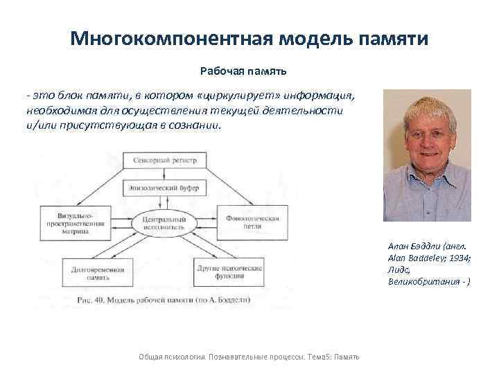 Многокомпонентная модель памяти Рабочая память - это блок памяти, в котором «циркулирует» информация, необходимая