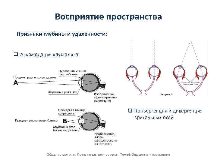 Признаки пространства. Аккомодация и конвергенция. Механизм конвергенции глаза. Признаки восприятия удаленности и глубины. Восприятие глубины пространства.