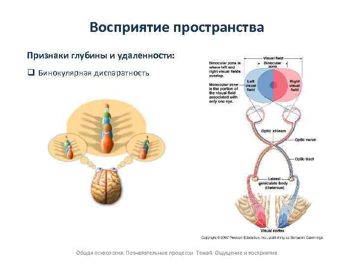 Особенности предков человека к формированию бинокулярного зрения