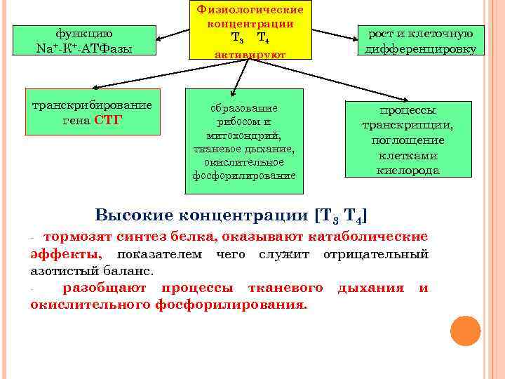 функцию Na+-К+-АТФазы транскрибирование гена СТГ Физиологические концентрации Т 3 Т 4 активируют образование рибосом