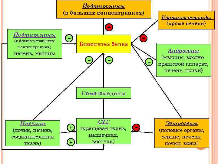 Йодтиронины (в больших концентрациях) Йодтиронины (в физиологических концентрациях) + Кортикостероиды (кроме печени) - Биосинтез