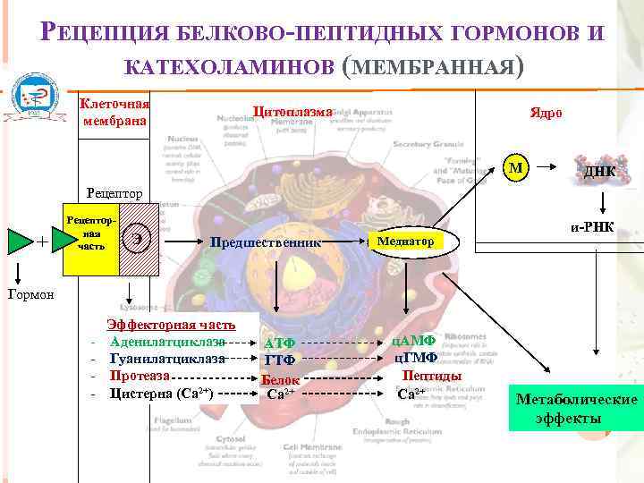 РЕЦЕПЦИЯ БЕЛКОВО-ПЕПТИДНЫХ ГОРМОНОВ И КАТЕХОЛАМИНОВ (МЕМБРАННАЯ) Клеточная мембрана Цитоплазма Ядро М ДНК Рецептор +