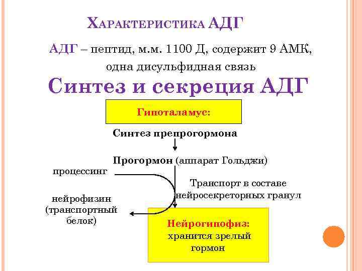 ХАРАКТЕРИСТИКА АДГ – пептид, м. м. 1100 Д, содержит 9 АМК, одна дисульфидная связь