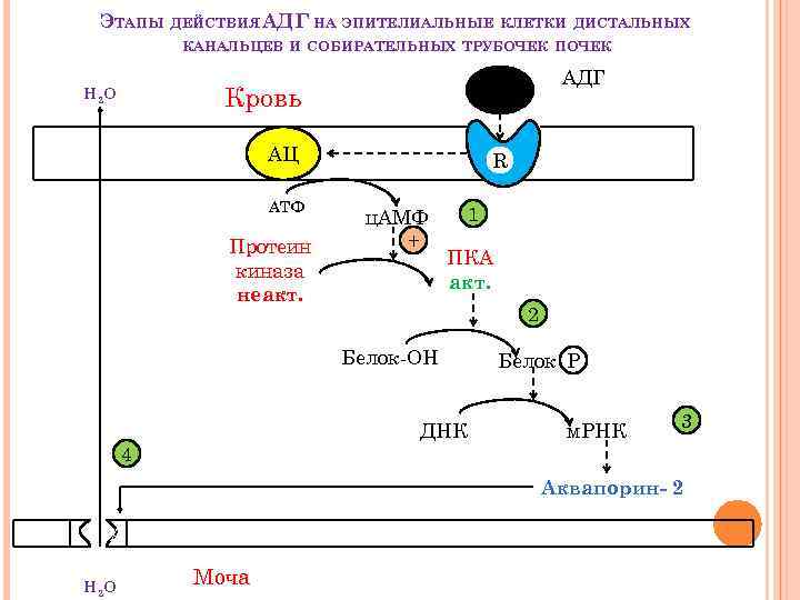 ЭТАПЫ ДЕЙСТВИЯ АДГ НА ЭПИТЕЛИАЛЬНЫЕ КЛЕТКИ ДИСТАЛЬНЫХ КАНАЛЬЦЕВ И СОБИРАТЕЛЬНЫХ ТРУБОЧЕК ПОЧЕК Кровь Н