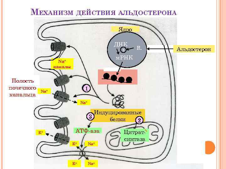 МЕХАНИЗМ ДЕЙСТВИЯ АЛЬДОСТЕРОНА Ядро ДНК R. + м. РНК Na+ каналы Полость почечного канальца