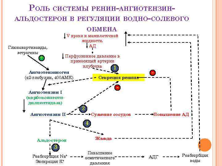 РОЛЬ СИСТЕМЫ РЕНИН-АНГИОТЕНЗИНАЛЬДОСТЕРОН В РЕГУЛЯЦИИ ВОДНО-СОЛЕВОГО ОБМЕНА V крови и межклеточной жидкости. АД Глюкокортикоиды,