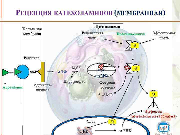 РЕЦЕПЦИЯ КАТЕХОЛАМИНОВ (МЕМБРАННАЯ) Цитоплазма Клеточная мембрана Рецепторная часть Протеинкиназа Р Эффекторная часть Э Рецептор