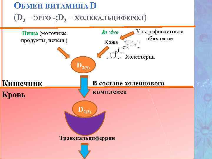 ОБМЕН ВИТАМИНА D (D 2 – ЭРГО -; D 3 – ХОЛЕКАЛЬЦИФЕРОЛ) In vivo